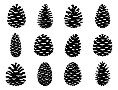 Pine cone silhouette collection with twelve different conifer cones featuring varied natural shapes, scales and botanical forms for forest and seasonal designs