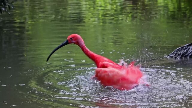 Scarlet ibis, Eudocimus ruber, bird of the Threskiornithidae family, admired by the reddish coloration of feathers, a consequence of crustaceans-based food