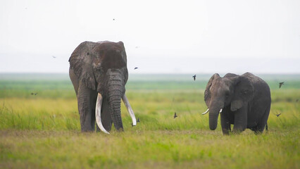 Fototapeta premium African Elephant great tusker bull paired with smaller bull on open Amboseli floodplain, birds swirling overhead
