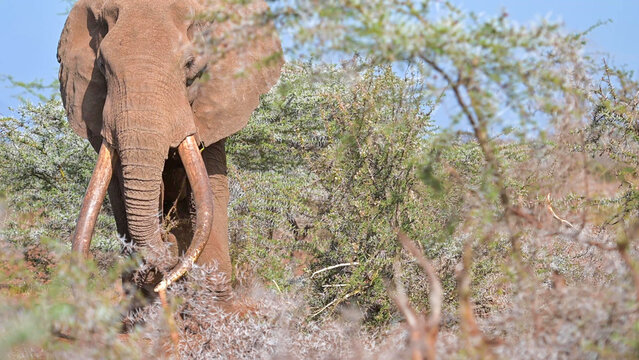 African Elephant great tusker browsing in Tsavo thornbush scrub, Kenya