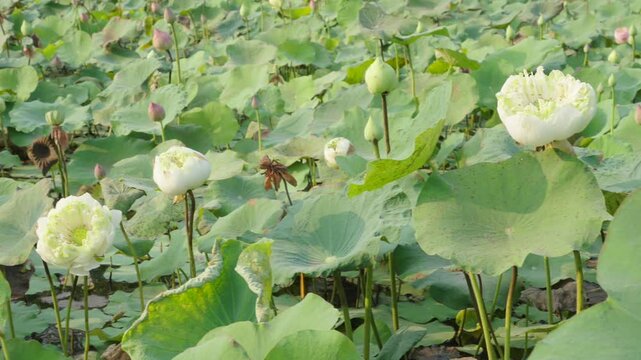 White lotus flower bud blooming in a pond