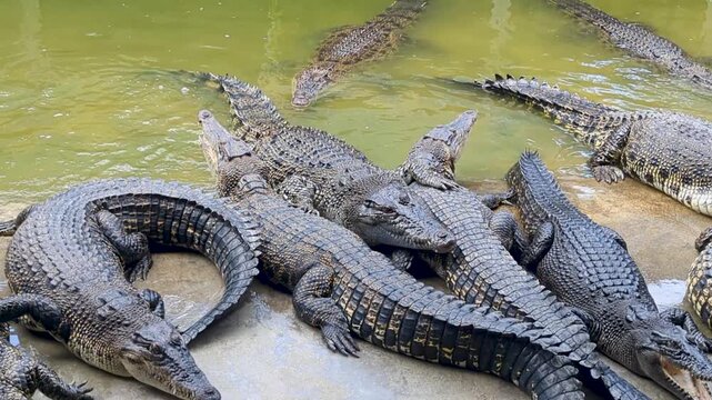 Close View of Large Crocodiles Resting Together at a Crocodile Farm