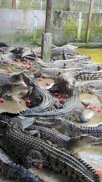 Large Group of Crocodiles Feeding at a Crocodile Farm (Vertical Video)
