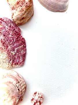 Assorted natural sea shells border top view close up