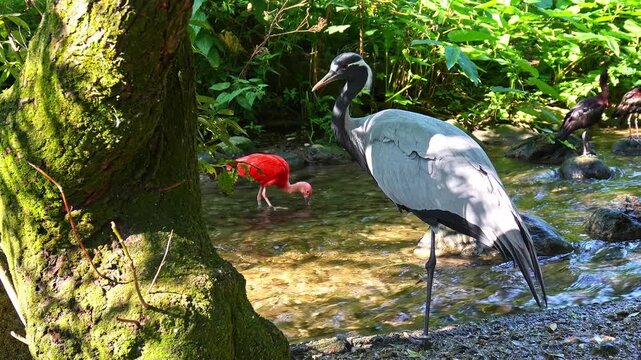 Demoiselle Crane, Anthropoides virgo are living in the bright green meadow during the day time. It is a species of crane found in central Eurosiberia