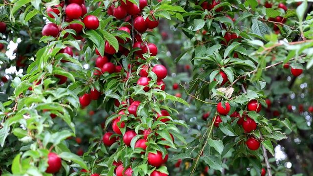 Tree branches heavily laden with ripe red cherry plums nestle among dense green foliage. The video captures a bountiful harvest in an orchard on a sunny day, showcasing the vibrant colors and juicy fr