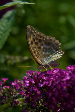 Silver washed fritillary butterfly sitting on purple buddleja flower.  Macro shot of an argynnis paphia butterfly feeding on small violet blossoms of a butterfly bush davidii during a sunny summer day