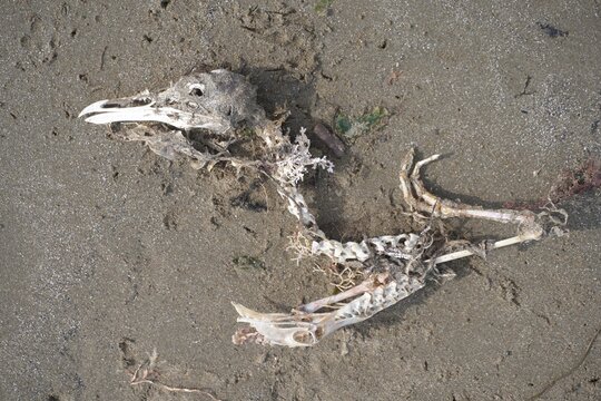 Skeleton of a seabird on a sandy beach, bones with remnants of tissue and seaweed, a decomposed carcass on the seashore, close-up
