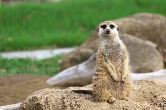 meerkat on the lookout