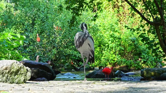 Demoiselle Crane, Anthropoides virgo are living in the bright green meadow during the day time. It is a species of crane found in central Eurosiberia