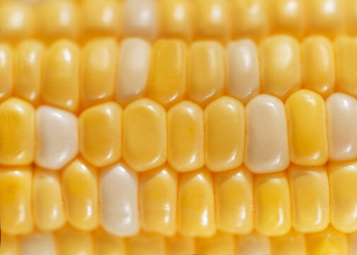 Close up of vibrant sweet corn kernels