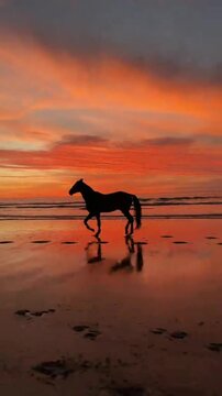 Stunning silhouette of a horse walking on beach at golden sunset