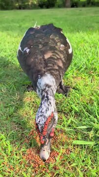  Muscovy duck eating bird seed on green grass