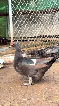 Muscovy duck standing on a farm ground