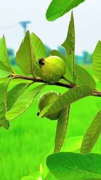 Fresh Green Guava Leaves Swaying in the Wind