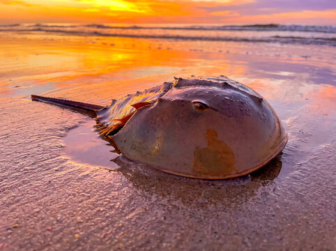 horseshoe crab on sunset sky