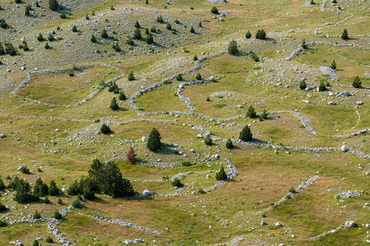 Aerial view of Durmitor National Park featuring rolling grassy hills, scattered evergreen trees, and dry stone walls winding across the landscape in Zabljak, Zabljak Municipality, Montenegro.
