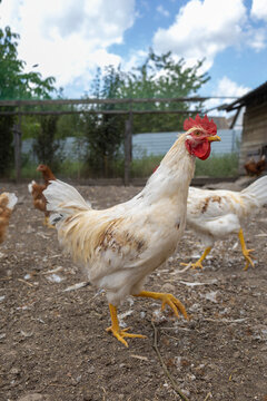 Brown hen standing outdoors farm