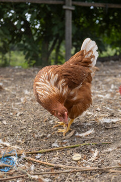 Brown hen standing outdoors farm