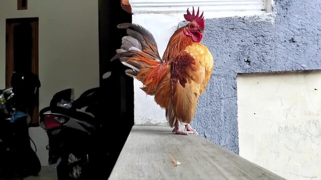A beautiful small Serama rooster standing proudly on a concrete ledge