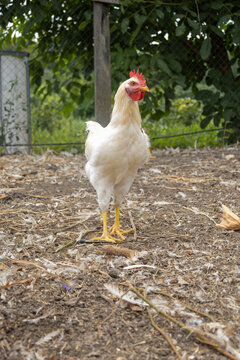 Brown hen standing outdoors farm