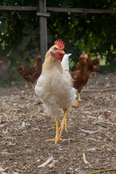 Brown hen standing outdoors farm