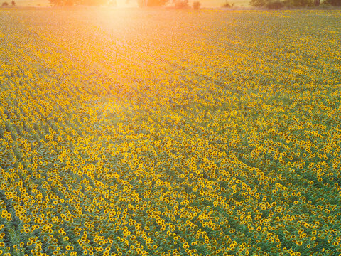 Dense sunflower field glowing in warm golden light at sunset, creating a repeating yellow and green agricultural pattern across the landscape. Colors: yellow, green, gold.