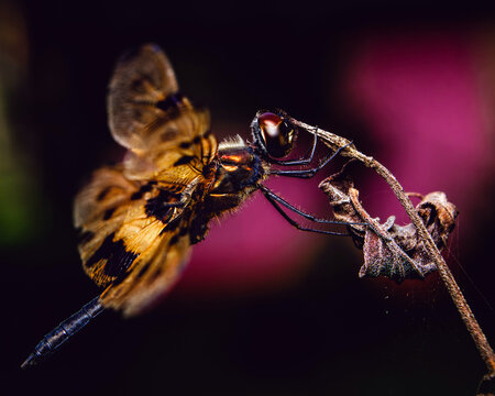 Dragonfly with amber wings and dark patches resting on a curled dry leaf.