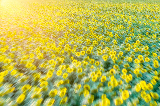 Dense sunflower field captured with intentional camera movement, creating dynamic forward motion blur across yellow flowers and green foliage in bright summer light.