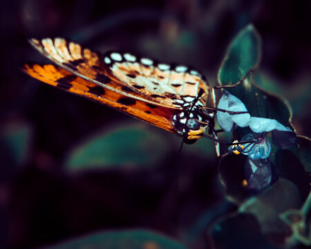 Tawny Coster butterfly feeding on a white flower with its proboscis extended.