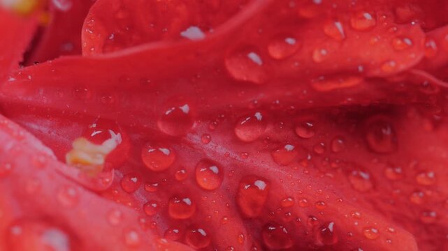 Macro Water Droplets on Red Hibiscus Petal	