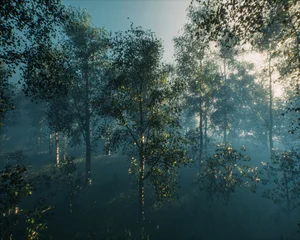 Dense misty forest with birch trees in morning sunlight. 3D rendered image. © ysbrandcosijn