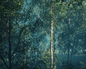 Dense misty forest with birch trees in morning sunlight. 3D rendered image. © ysbrandcosijn