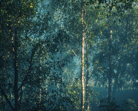 Dense misty forest with birch trees in morning sunlight. 3D rendered image.