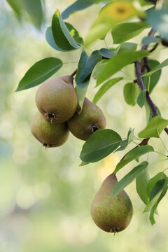 Pears ripen in the home garden. Pears are mostly cultivated for their fruit and juices, while others are grown as ornamental trees. About 3,000 varieties of pears vary in both shape and taste.