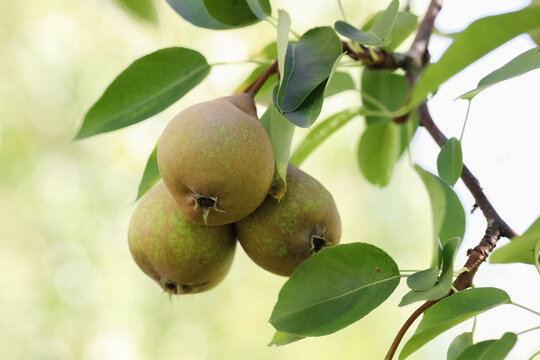 Pears ripen in the home garden. Pears are mostly cultivated for their fruit and juices, while others are grown as ornamental trees. About 3,000 varieties of pears vary in both shape and taste.