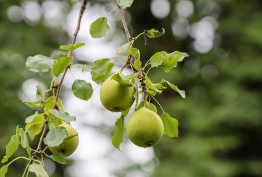 Pears ripen in the home garden. Pears are mostly cultivated for their fruit and juices, while others are grown as ornamental trees. About 3,000 varieties of pears vary in both shape and taste.