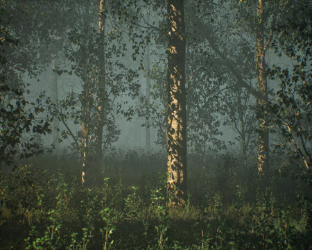 Dense misty forest with birch trees in morning sunlight. 3D rendered image.