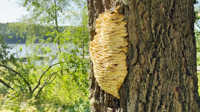 A large mushroom grows on a tree trunk in Valaam, Lake Ladoga. This fascinating natural fungus brings a calm, curious feeling of wonder and mystery in the forest.