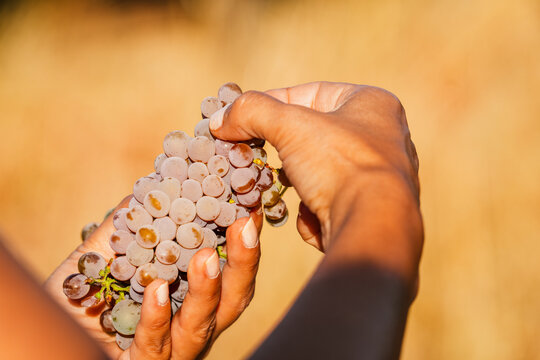 Unrecognizable woman holding a bunch of grapes in a wine farm