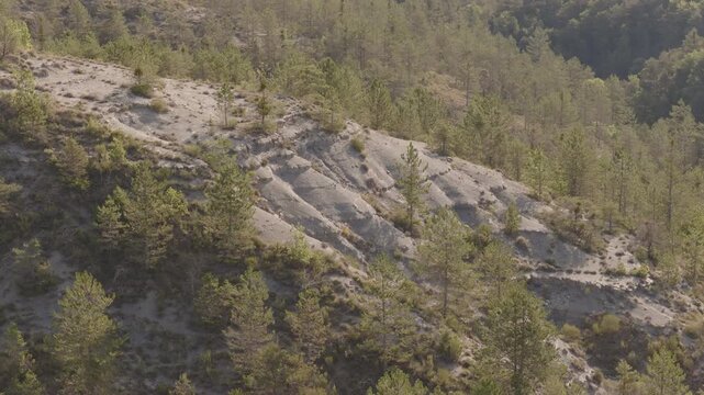 Close aerial of layered gray marl slope sparse pines dry grass and dense forest background