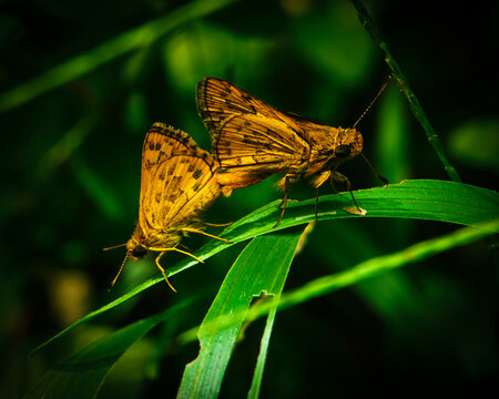 Two skipper butterflies resting on a green grass blade with one showing open wings
