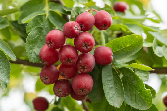 Sorbus 'Granatnaja' Sibirische Eberesche. Detail Frucht