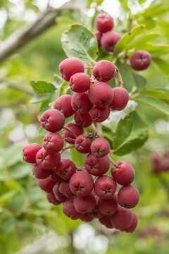 Sorbus 'Granatnaja' Sibirische Eberesche. Detail Frucht