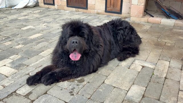 portrait of Newfoundland, the water rescue dog