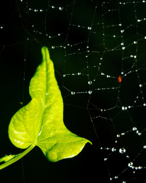 Green leaf and spider web with water droplets and a small insect in a night garden