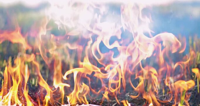 Flames burning dry straw and crop residue in an agricultural field, thick smoke and illustrating open burning, air pollution and environmental impact