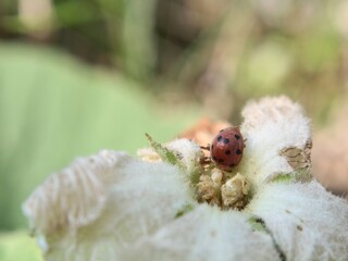 Close up of spotted red ladybug (Coccinella sp) resting inside a delicate white flower. Detailed view of tiny beneficial insect in natural garden setting with soft bokeh background and bright sunlight © Eka