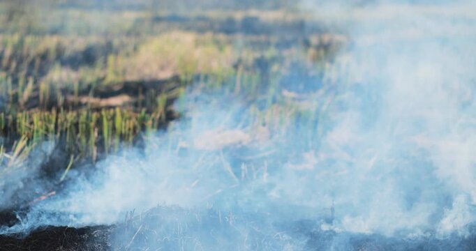 Smoke rising from agricultural field burning after harvest, crop residue burning, air pollution, haze and environmental impact in a rural landscape