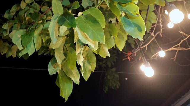 Low angle view of illuminated garden string lights glowing under lush tree foliage at night.